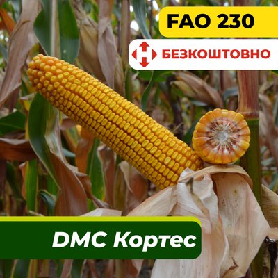Насіння кукурудзи ДМС Кортес, ФАО 230 2307 фото