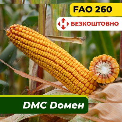 Насіння кукурудзи ДМС Домен, ФАО 260 2308 фото