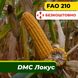 Насіння кукурудзи ДМС Локус, ФАО 210 2302 фото 1