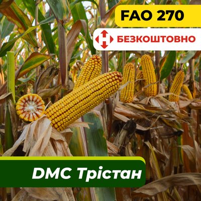 Насіння кукурудзи ДМС Трістан, ФАО 270 2309 фото