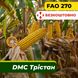 Насіння кукурудзи ДМС Трістан, ФАО 270 2309 фото 1