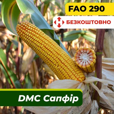 Насіння кукурудзи ДМС Сапфір, ФАО 290 2310 фото
