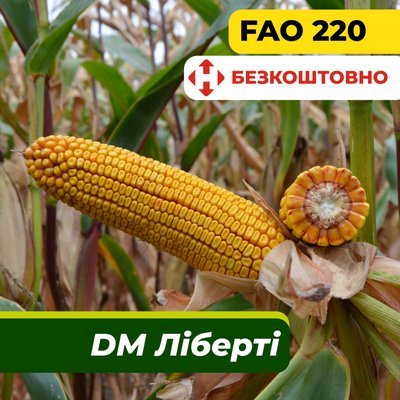 Семена кукурузы ДМ Либерти, ФАО 220 2317 фото