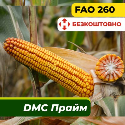 Насіння кукурудзи ДМС Прайм, ФАО 260 2319 фото