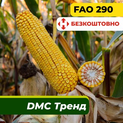 Насіння кукурудзи ДМС Тренд, ФАО 290 2318 фото