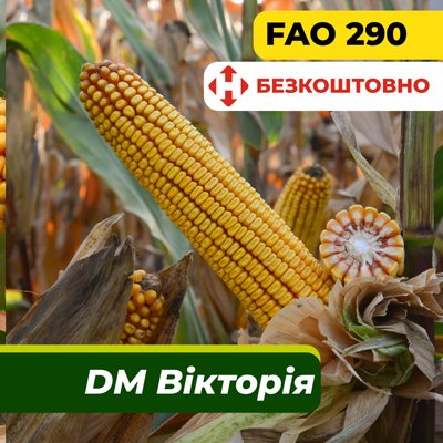 Семена кукурузы ДМ Виктория, ФАО 290 2327 фото