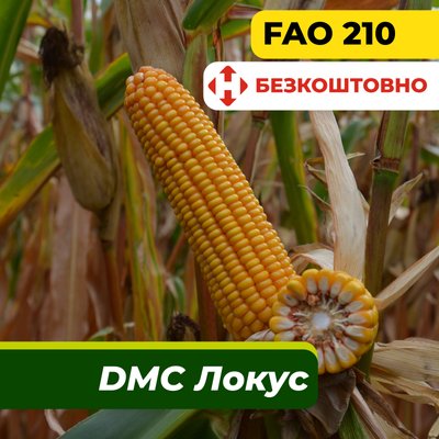 Насіння кукурудзи ДМС Локус, ФАО 210 23020 фото