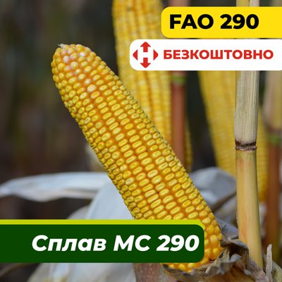 Насіння кукурудзи Сплав МС 290, ФАО 290 2328 фото