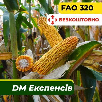 Семена кукурузы ДМ Экспенсив, ФАО 320 2316 фото