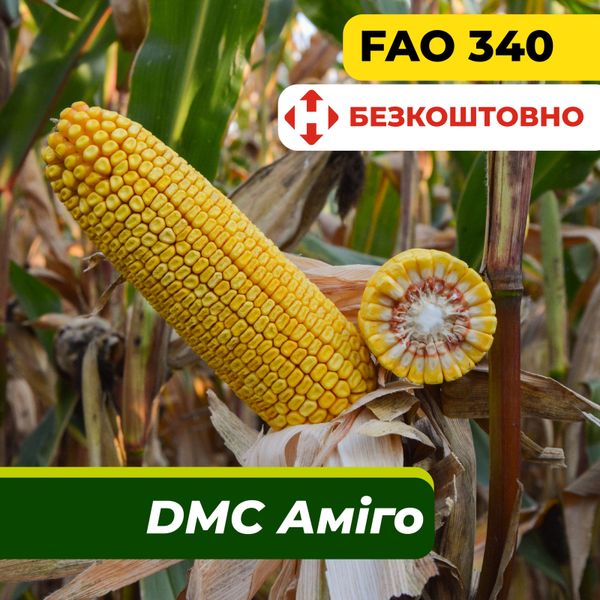 Насіння кукурудзи ДМС Аміго, ФАО 340 2311 фото