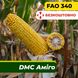 Насіння кукурудзи ДМС Аміго, ФАО 340 2311 фото 1